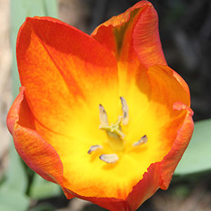 Generaal de Wet tulip on April 12th