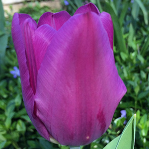 Purple tulip