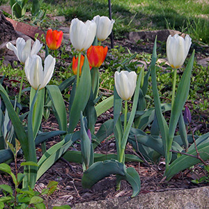 Flowers in our backyard on April 14th