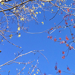 The color of the trees before the leaves come out