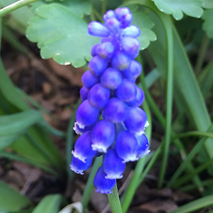 Grape Hyacinth