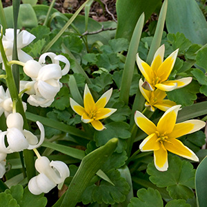 White hyacinth and yellow flowers