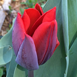 Couleur Cardinal tulip on April 14th