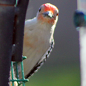 Red bellied woodpecker