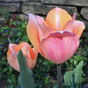 Apricot Beauty tulips