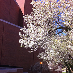 White blossoms on tree by PAC on April 14th