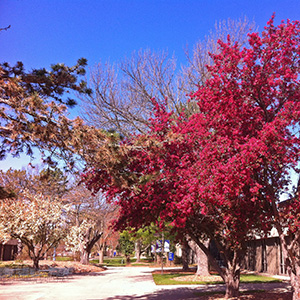 Tree with red blossoms at UIS campus on April 14th