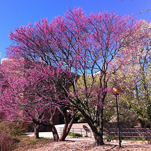 Redbuds at the UIS campus on April 14th