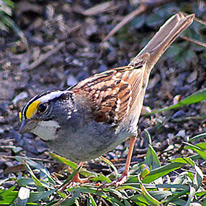 White Throated Sparrow