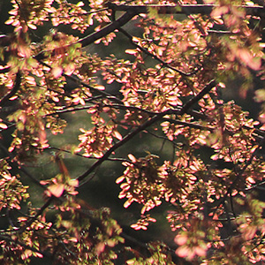 Maple seeds hanging in tree branches and backlit by setting sun