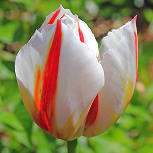 Camargue tulip on April 15th