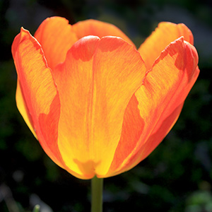 Generaal de Wet tulip on April 15th