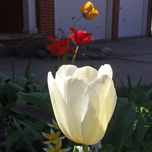 tulips in our front yard on April 15th