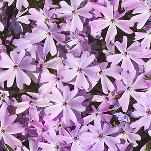 Bed of pink flowers at UIS on April 15th