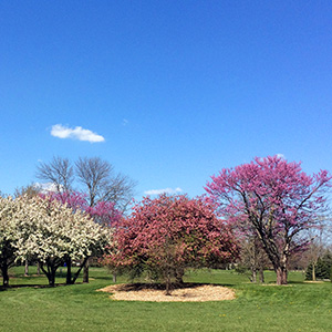 UIS campus on April 15th with trees in bloom