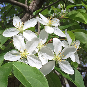 blossoms on tree on Edwards Street on April 16th