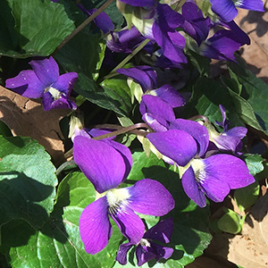 purple violets on April 16th