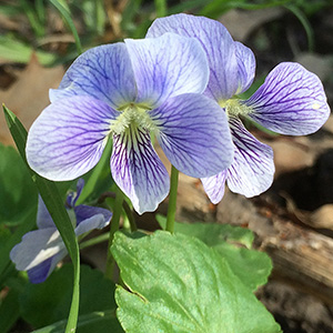 White violets on April 16th