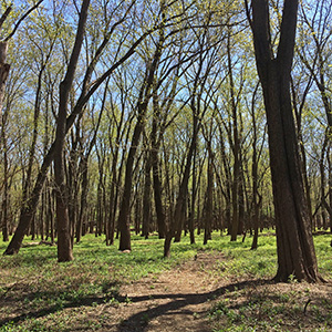 Bellrose Island near Havana, Illinois, on April 17th