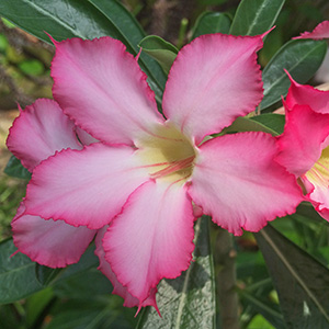 Flowers in the botanical garden