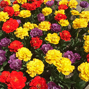 Parrot tulips in Washington Park on April 18th