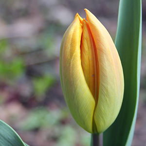 April 1st tulip