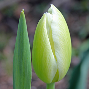 April 1st tulip