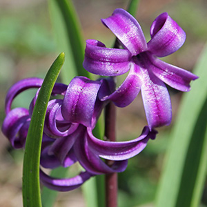 Hyacinth on April 1st