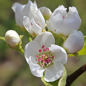 Asian Pear blossoms on April 1st