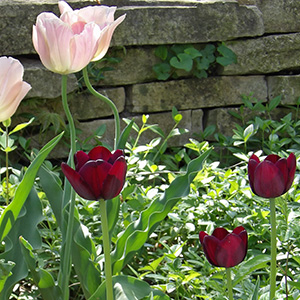 Tulips such as Apricot Beauties and Philippe de Comines and Couleur Cardinal