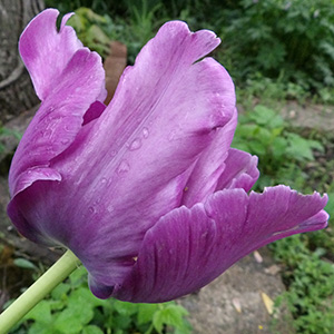 Blue Parrot Tulip