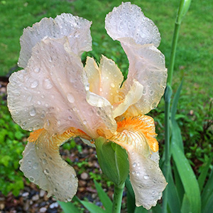Our first iris flowers began to bloom on April 30th, in the rain