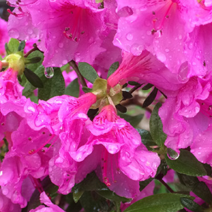 Our azalea bush began to bloom in late April, and here are the blossoms drenched with rain