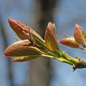 Asian Pear Leaves