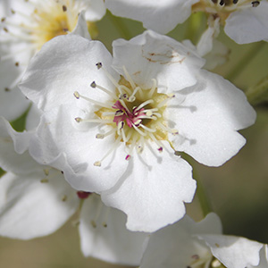 April 9 Asian Pear Blossoms
