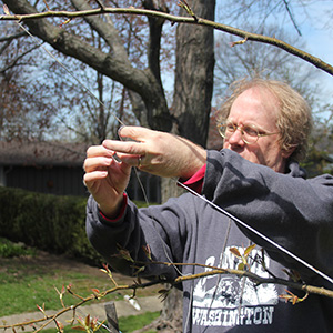 April 2016 Eric is training the fruit trees