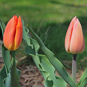 April 2016 Christmas Marvel Tulip