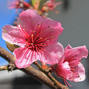 April 9 Peach Blossoms