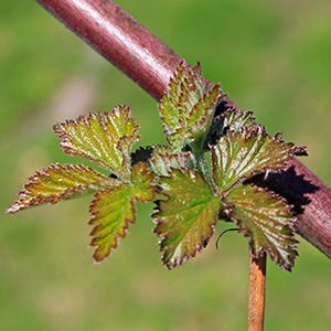 Raspberry Leaves