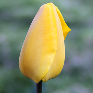 April 2016 Christmas Marvel Tulip