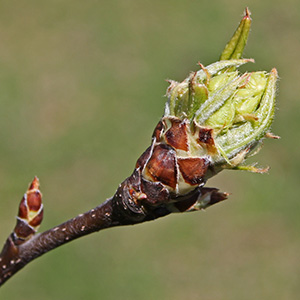 flower buds emerge from tree bud