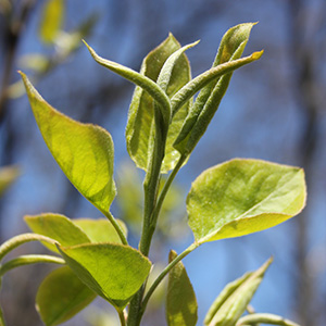 Asian Pear Leaves