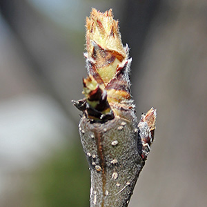 a bud breaks and leaves start to grow