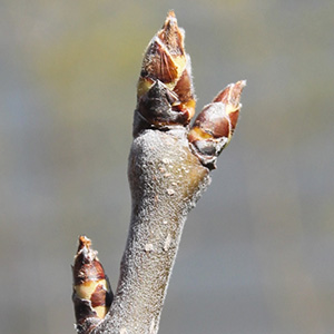 buds swell and start to crack open