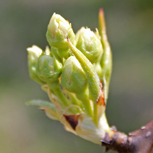 flower buds