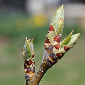 leaves emerge from bud