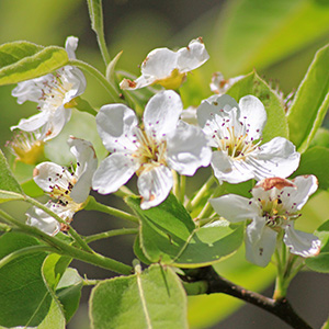 Asian Pear blossoms on April 16th