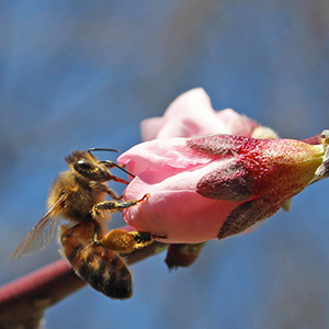Honey Bee investigates a pink peach blossom