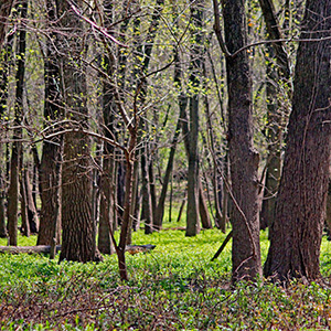 View from the trail on Bellrose Island