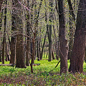 View from the trail on Bellrose Island